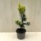  Taxus × media 'Hicksii' 