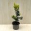  Taxus × media 'Hicksii' 