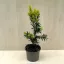  Taxus × media 'Hicksii' 