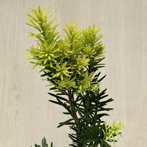  Taxus × media 'Hicksii' 