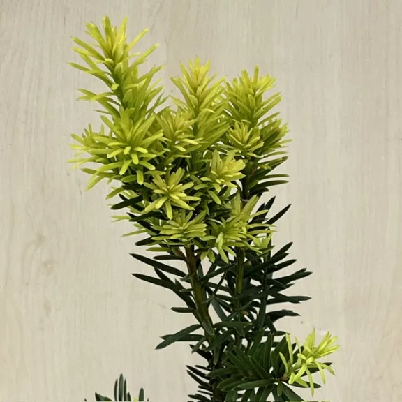 Taxus × media 'Hicksii' Taxus × media 'Hicksii'