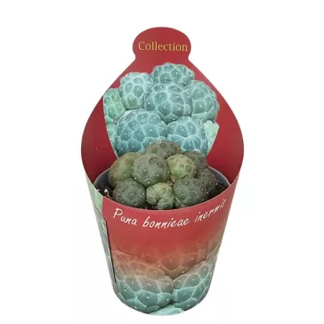 Tephrocactus bonnieae
