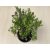 Thymus citriodorus