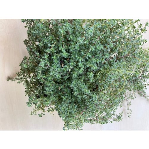 Thymus praecox 'Pseudolanuginosus'