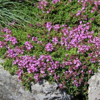 Thymus serpyllum 'Magic Carpet'