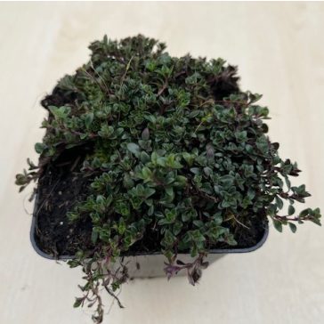 Thymus serpyllum 'Magic Carpet'