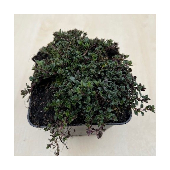 Thymus serpyllum 'Magic Carpet'