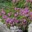 Thymus praecox 'Pink Chintz'