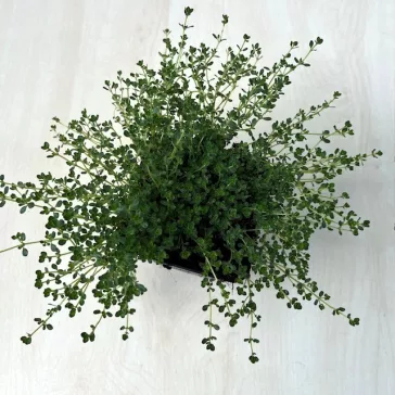 Thymus praecox 'Pink Chintz'