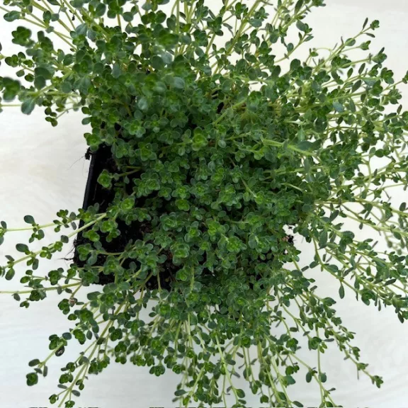 Thymus praecox 'Pink Chintz' Thymus praecox 'Pink Chintz'