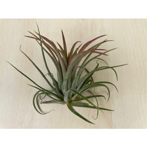 Tillandsia 5 cm