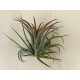 Tillandsia 5 cm