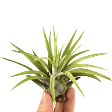 Tillandsia abdita