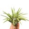 Tillandsia abdita