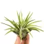 Tillandsia abdita