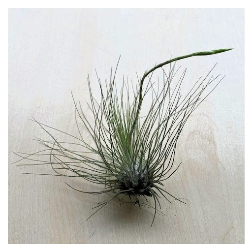 Tillandsia argentea