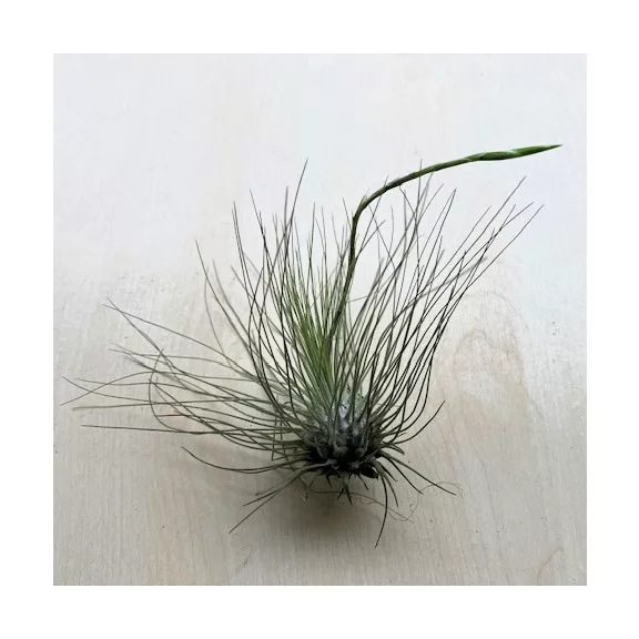 Tillandsia argentea Tillandsia argentea