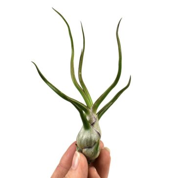 Tillandsia bulbosa