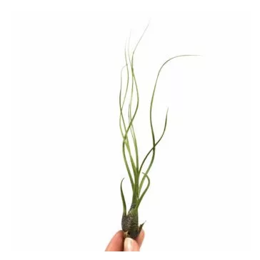 Tillandsia butzii