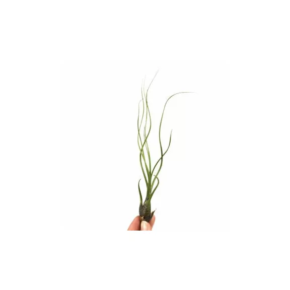 Tillandsia butzii Tillandsia butzii