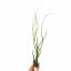 Tillandsia butzii