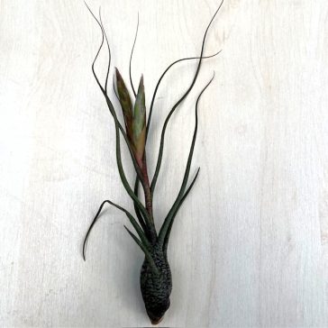 Tillandsia butzii