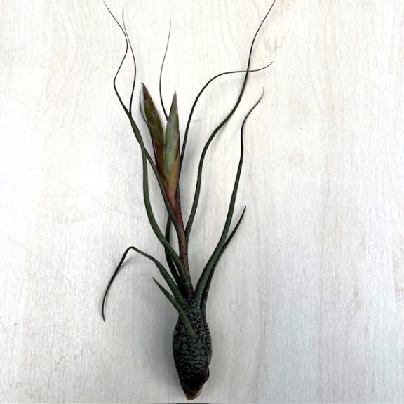 Tillandsia butzii