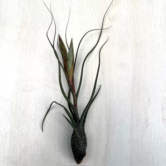 Tillandsia butzii Tillandsia butzii