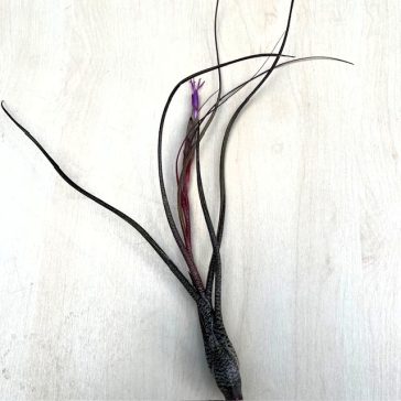 Tillandsia butzii