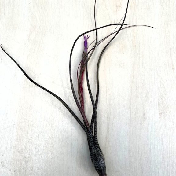 Tillandsia butzii