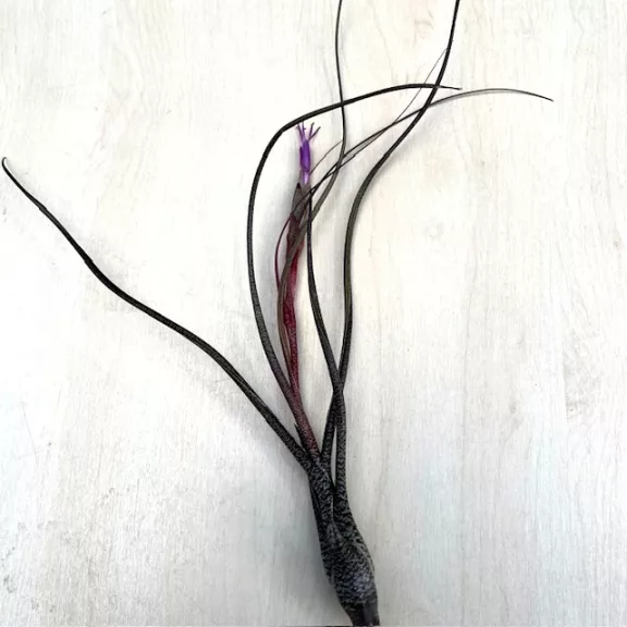 Tillandsia butzii Tillandsia butzii