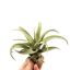 Tillandsia capitata Green