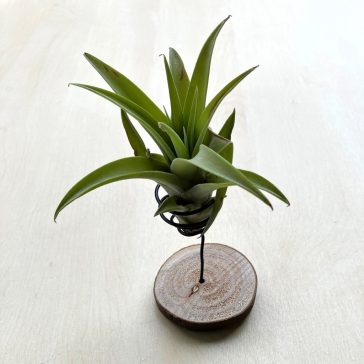 Tillandsia capitata Green