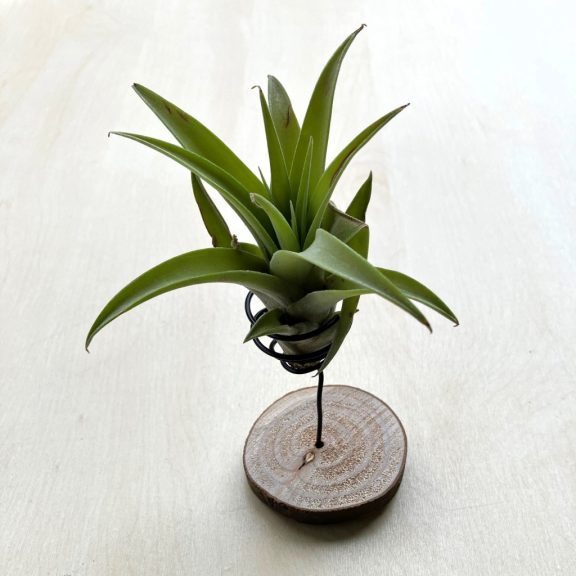 Tillandsia capitata Green