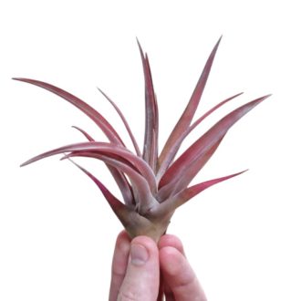Tillandsia capitata Peach Red