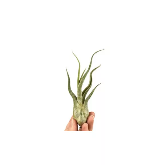 Tillandsia Caput Medusae Tillandsia Caput Medusae