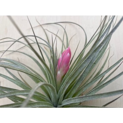 Tillandsia Houston Cotton Candy