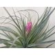 Tillandsia Houston Cotton Candy