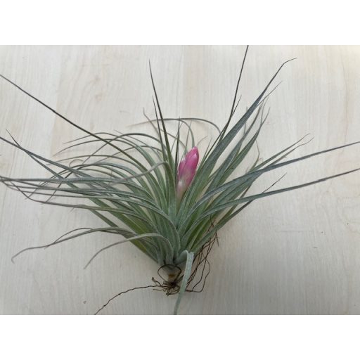 Tillandsia Houston Cotton Candy