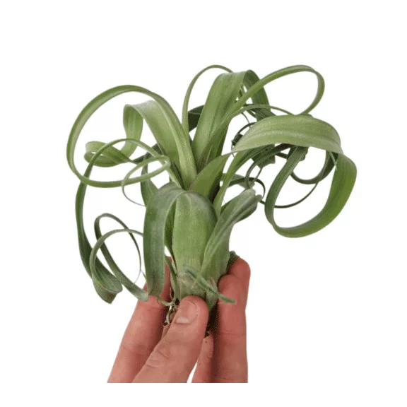 Tillandsia Curly Slim Tillandsia Curly Slim