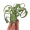 Tillandsia Curly Slim