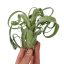 Tillandsia Curly Slim