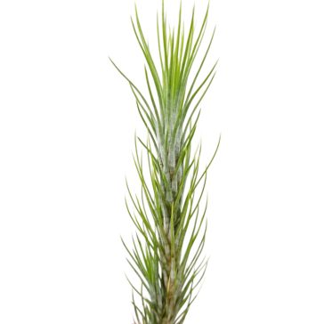 Tillandsia funckiana