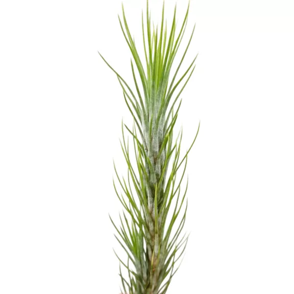 Tillandsia funckiana Tillandsia funckiana