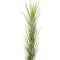 Tillandsia funckiana