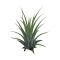 Tillandsia ionantha green