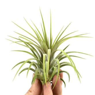 Tillandsia ionantha Rubra