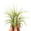 Tillandsia ionantha Rubra