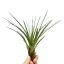 Tillandsia Melanocrater
