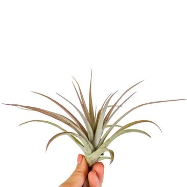 Tillandsia Multiflora red